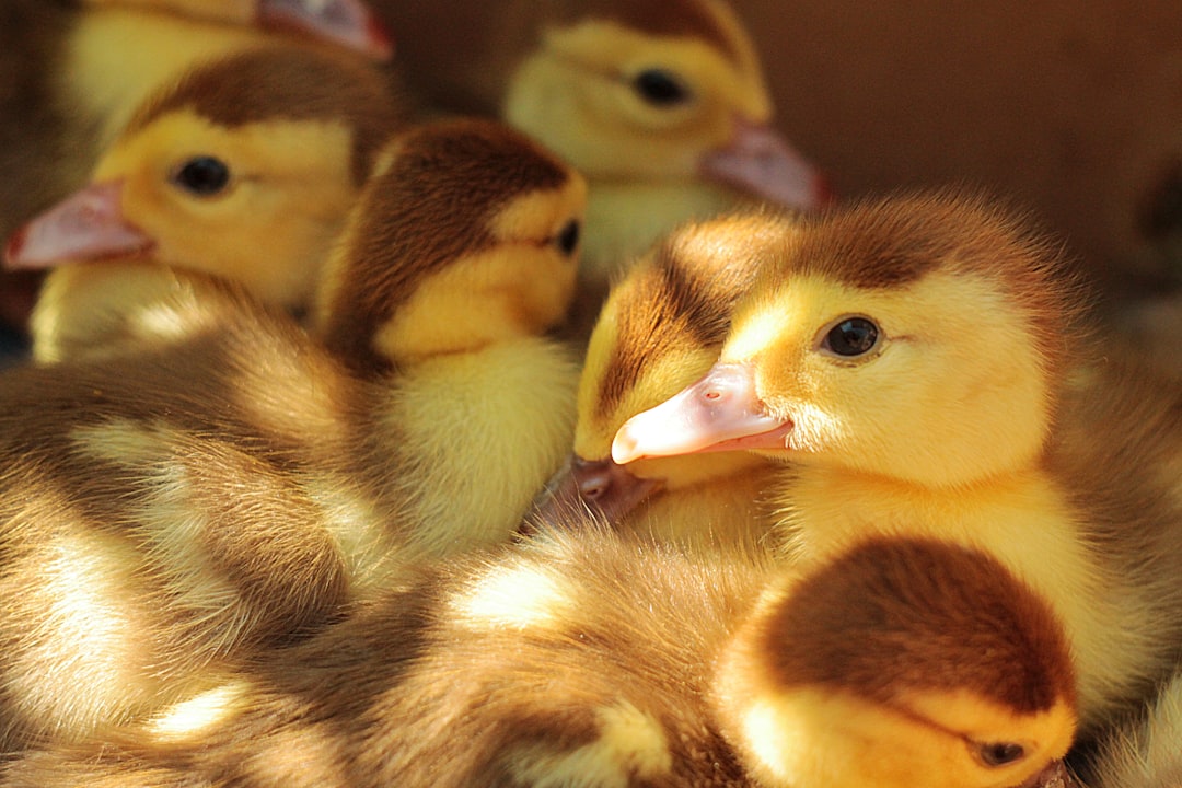 A group of fluffy ducklings, with golden and brown feathers, huddled together for warmth on the farmyard floor. A closeup shot captured each baby’s tiny face with black eyes and pink beak, bathed in warm sunlight that illuminated them from behind, focusing on their faces. –ar 128:85