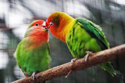 Two lovebirds in green, red, and yellow feathers on the branch of a cage near each other, kissing with their mouths close up, blurred background, professional color grading, soft shadows, low contrast, clean sharp focus. --ar 128:85