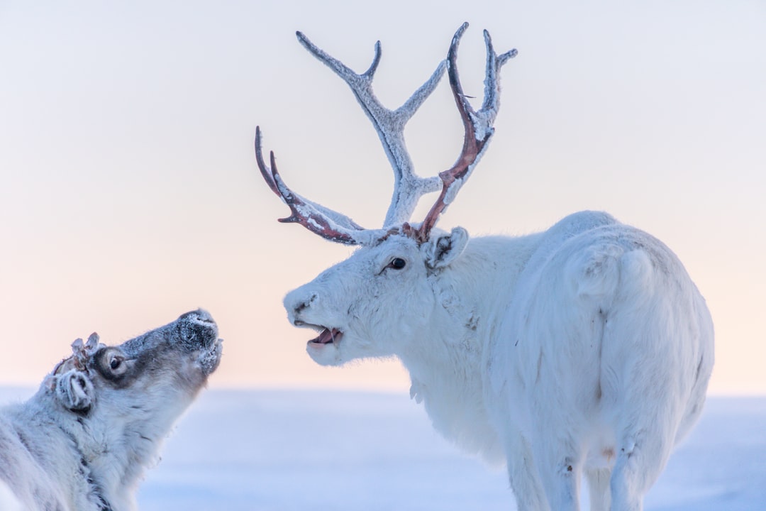 A white reindeer with antlers, laughing at another animal in the arctic tundra. Nikon D850 DSLR camera, wideangle lens, soft daylight, capturing their joyful interaction and snowy landscape, high resolution for intricate fur details, vibrant colors, closeup shot, clear sky, natural lighting, cool color temperature, playful mood. The scene was captured in the style of playful mood. –ar 128:85