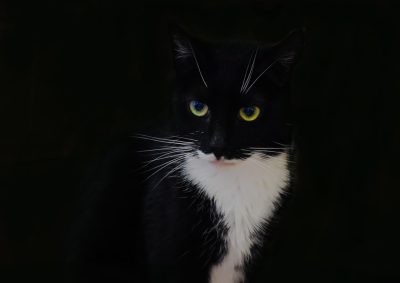 Black and white cat with yellow eyes against black background, portrait photo