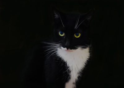 Black and white cat with yellow eyes against black background, portrait photo --ar 64:45