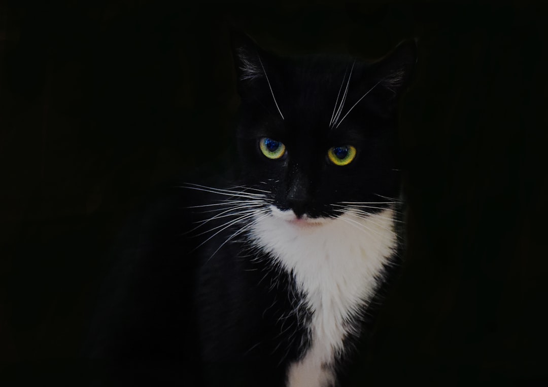 Black and white cat with yellow eyes against black background, portrait photo –ar 64:45