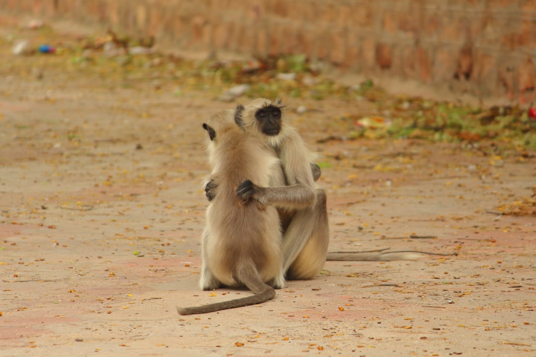 Photo of two gray monkey sitting on the ground in front view, holding each other’s hand . The background is an Indian street with dry leaves scattered around and green plants growing along some walls. A few small trees can be seen at distance. In middle shot, shot from behind the grey monkeys. –ar 128:85