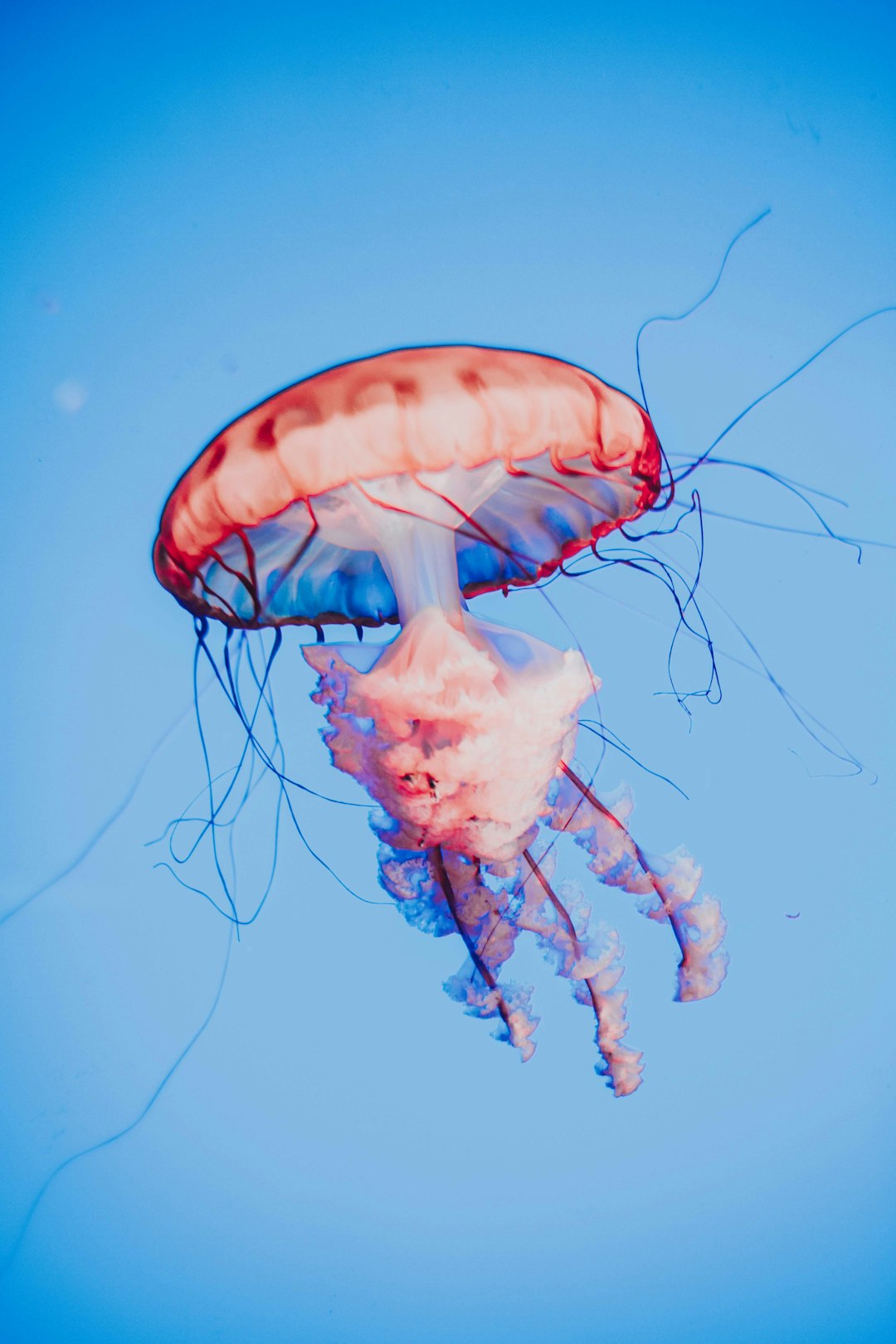 photo of pink jellyfish underwater on a blue background in the style of unsplash photography –ar 85:128