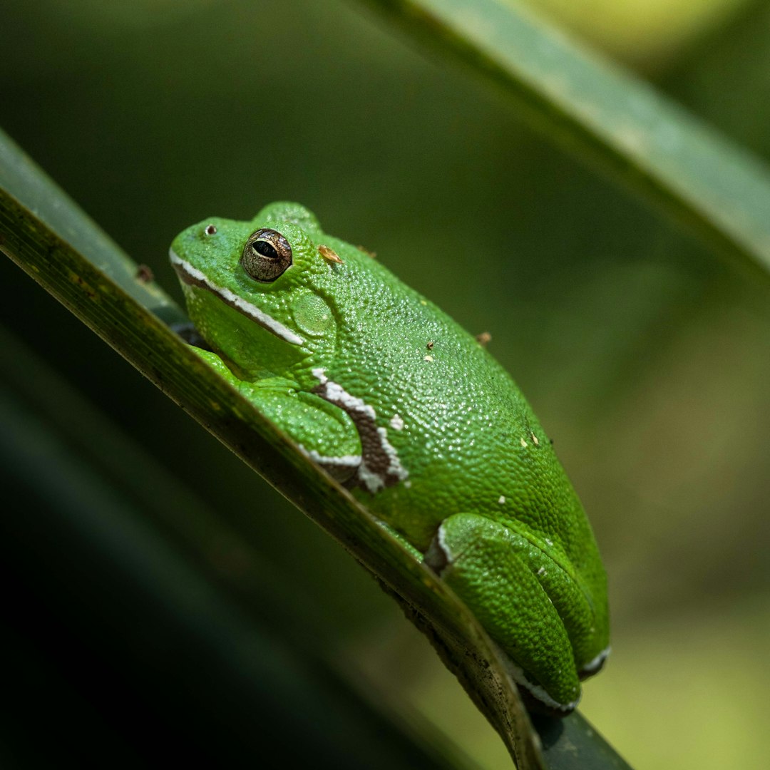 Photo of an American tree frog on a leaf, green in color with white stripes, taken with a canon eos r5 camera.