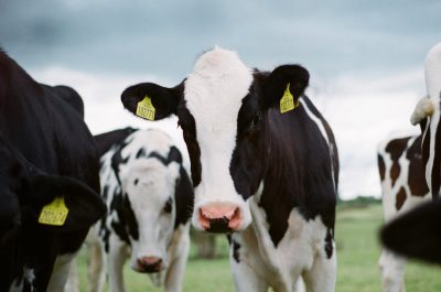 A group of black and white cows with yellow tags on their ears are captured in an upclose shot using Kodak Portra film. The cow's face focuses directly at the camera as they stand together on green grass under overcast skies. --ar 32:21