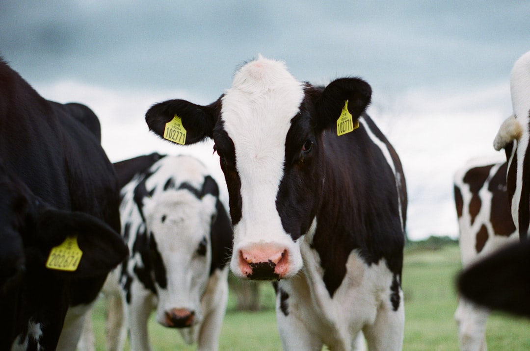 A group of black and white cows with yellow tags on their ears are captured in an upclose shot using Kodak Portra film. The cow’s face focuses directly at the camera as they stand together on green grass under overcast skies. –ar 32:21