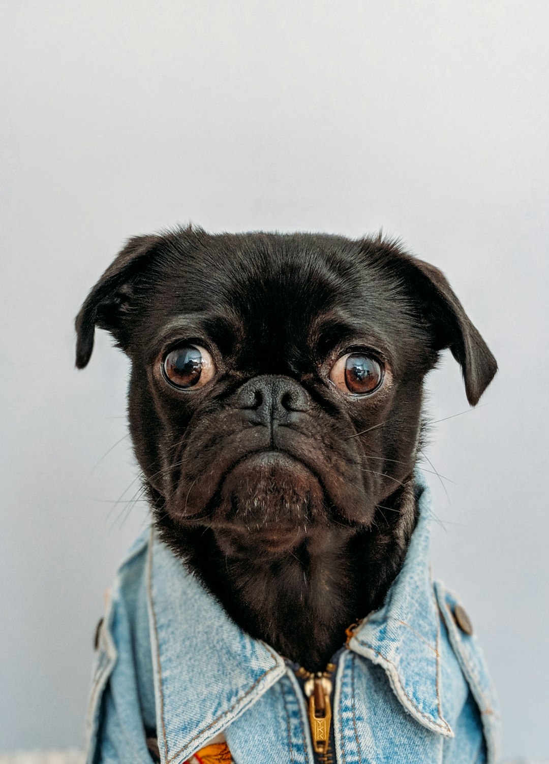 portrait photo of black pug dog dressed in hip hop fashion, wearing denim jacket with big eyes looking at the camera, sitting on the floor like people, white background, professional photography, sharp focus –ar 91:128