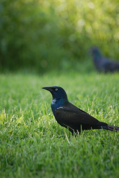 a black grackled bird standing on the grass, in profile view, with other birds visible blurred behind it. The background is lush green lawn, with sunlight casting long shadows and highlighting their forms. The focus of attention should be placed solely upon them, with a shallow depth of field creating an atmosphere of tranquility and harmony between nature's beauty and these magnificent creatures. --ar 85:128