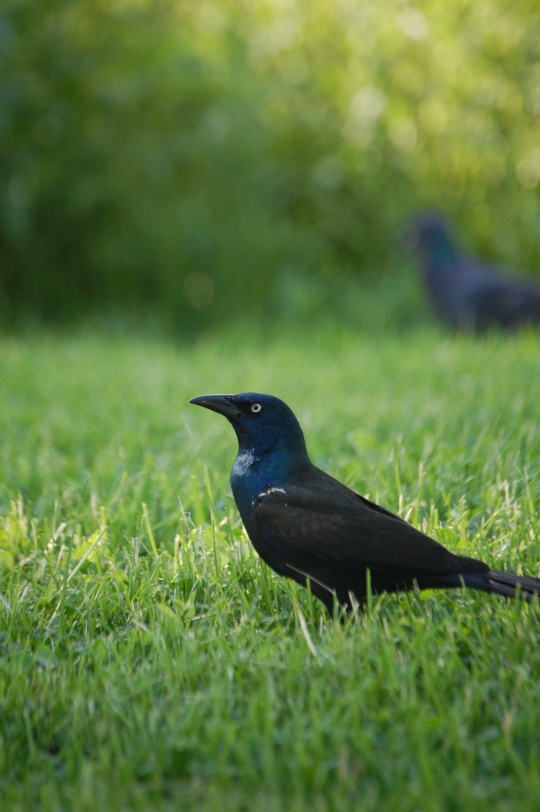 a black grackled bird standing on the grass, in profile view, with other birds visible blurred behind it. The background is lush green lawn, with sunlight casting long shadows and highlighting their forms. The focus of attention should be placed solely upon them, with a shallow depth of field creating an atmosphere of tranquility and harmony between nature’s beauty and these magnificent creatures. –ar 85:128