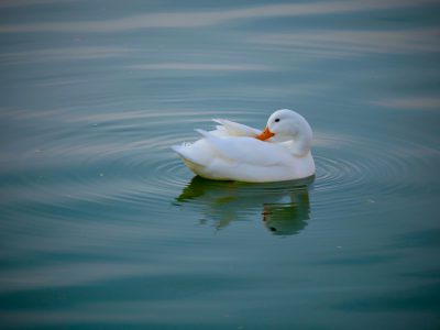 A white duck floating on the water, photographed in the style of Nikon D850 DSLR. --ar 4:3