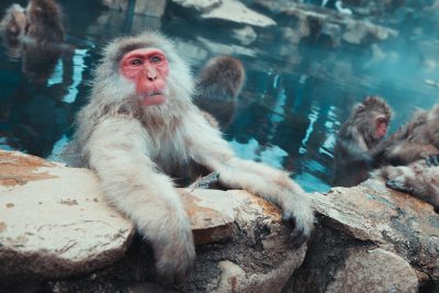 A Japanese macaque with white fur and a pink face is sitting on the edge of an outdoor hot spring pool, surrounded by other monkeys in various poses. The water reflects light blue tones. The scene appears to be in the style of [Hokusai](https://goo.gl/search?artist%20Hokusai). --ar 128:85