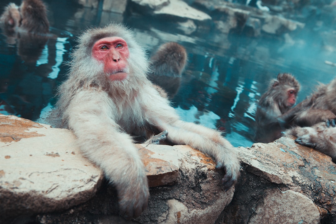 A Japanese macaque with white fur and a pink face is sitting on the edge of an outdoor hot spring pool, surrounded by other monkeys in various poses. The water reflects light blue tones. The scene appears to be in the style of [Hokusai](https://goo.gl/search?artist%20Hokusai). –ar 128:85