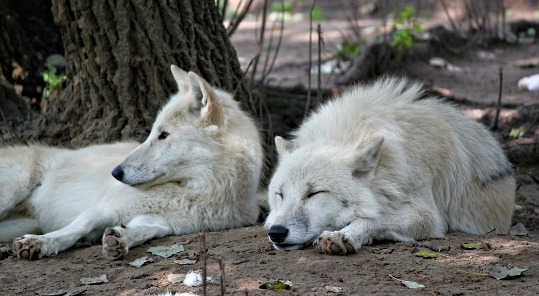 A pair of white wolves, one with its head resting on the other’s back and eyes closed, were lying under an old tree in their habitat at the wildlife park. in the style of real photo. –ar 64:35