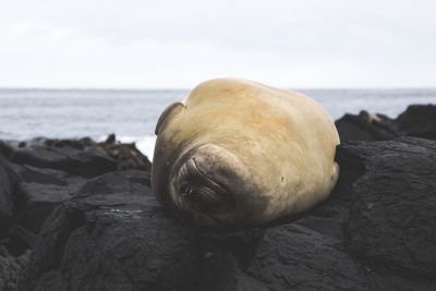 A close-up photograph of an elephant seal sleeping on rocks near the ocean. The sky is overcast, moody and foggy, with a cinematic quality. In the style of National Geographic, the photograph was taken in Hawaii using a Nikon D850. --ar 128:85