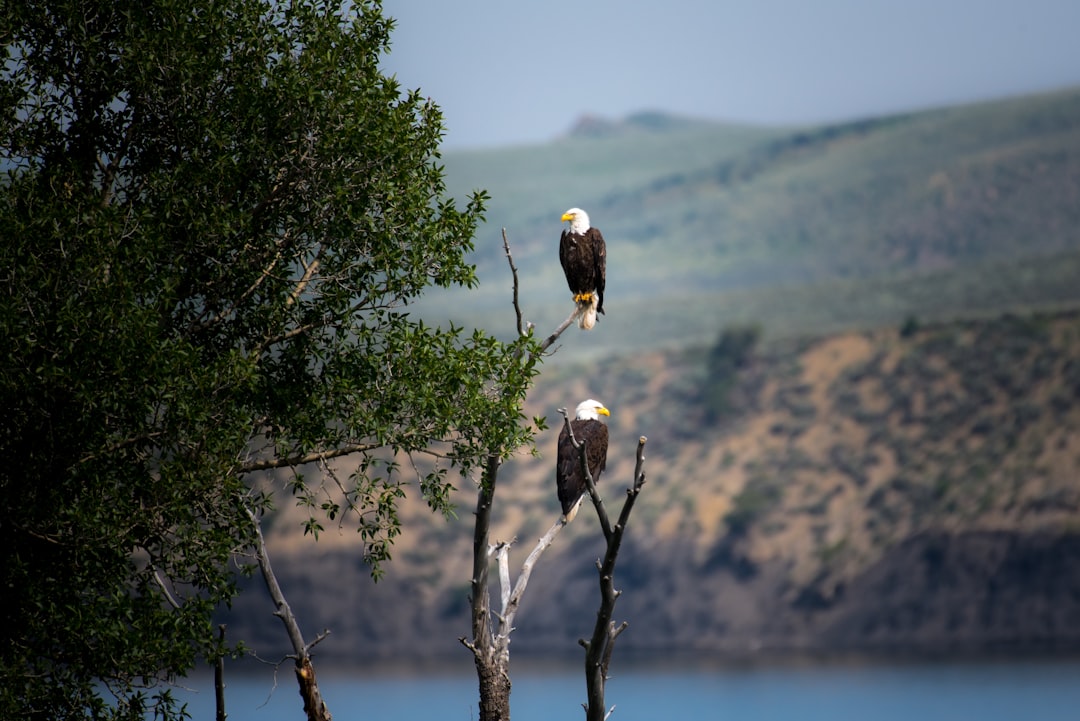 Two bald eagles perched on trees near the lake, overlooking hills in the background. The scene was captured with a Nikon D850 DSLR camera using an aperture of f/4 and an ISO of 230 for good exposure. –ar 128:85