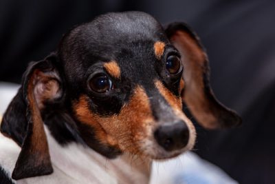 Close up photo of an adorable black and white dachshund with brown ears, looking at the camera. The photo appears to be in the style of a traditional Chinese ink painting, with minimal details and strong contrasts between black and white. --ar 128:85