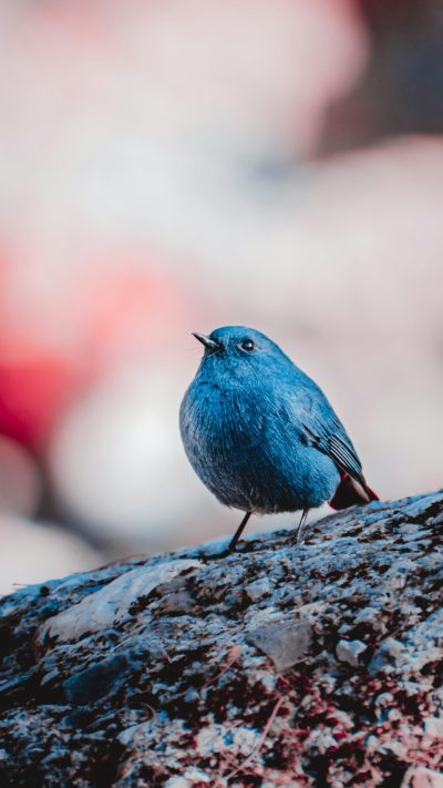 bluebird on the rock, blurred background, red and white colors, closeup shot, in the style of unsplash photography --ar 9:16