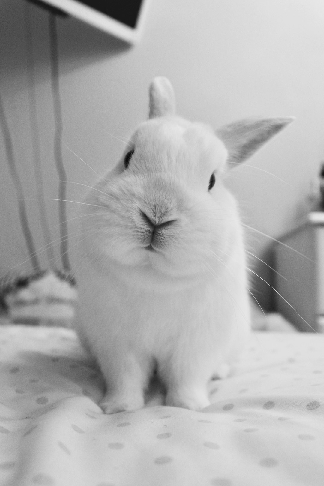 A white, cute, fluffy bunny sitting on the bed, black and white with a soft focus, low angle shot and shallow depth of field, captured with a Fujifilm XT4 in the style of Fuji Provia film. –ar 85:128