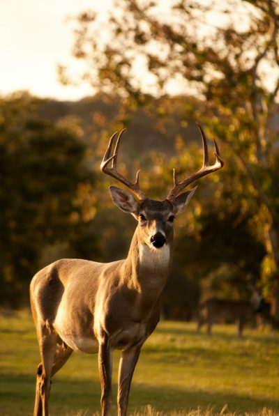whitetailed buck standing under natural light, realistic photo, no spots on the antlers and head of deer, photo taken from front to back of white tail buck in meadow with trees behind him, good lighting, photo taken at sunset, photo taken by canon eos r5