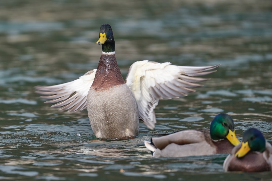 The mallard drake is seen standing on the water with its wings spread, while other ducks swim around it in the background. The duck has a dark brown body and yellow head with a greenish-yellow face, giving it a unique appearance from their female counterparts. Shot in the style of Nikon D850 with a 24-70mm f/3. cdslr lens at ISO 6D, shutter speed of eight-second and aperture wide open to blur the depth of field. In a photojournalistic style. –ar 128:85