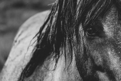 Close-up black and white photo of a horse head with a long mane in natural lighting and with a shallow depth of field, in the style of a Fujifilm GFX 50S mood shot, taken with a Leica APOSummicronM 38mm f/2 ASPH lens. --ar 128:85