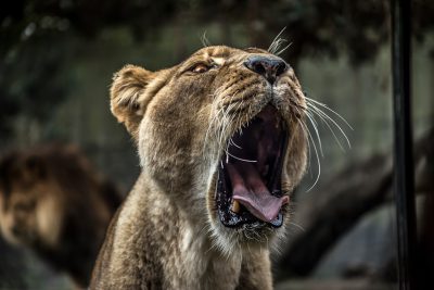 A lioness roaring in the zoo, captured with a Canon EOS R5 and a telephoto lens to focus on her mouth wide open. The background is blurred, highlighting the intensity of her bite. The photo uses techniques in the style of photorealistic art with 8k resolution. --ar 128:85