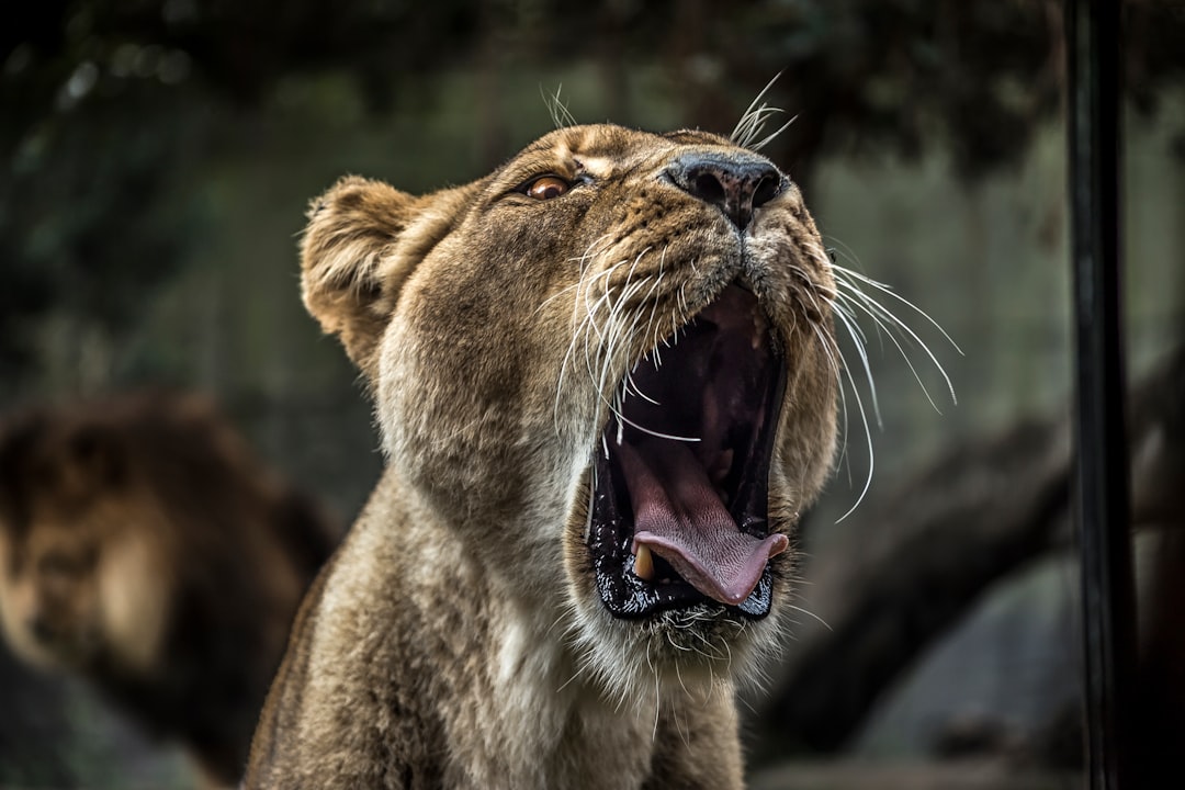 A lioness roaring in the zoo, captured with a Canon EOS R5 and a telephoto lens to focus on her mouth wide open. The background is blurred, highlighting the intensity of her bite. The photo uses techniques in the style of photorealistic art with 8k resolution. –ar 128:85