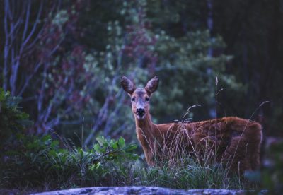 A photo of a deer in the woods at night, standing on grass near rocks and bushes. Its head is tilted to the left side, ears up and back, looking directly into the camera. Purple lighting gives the photo a cinematic and raw style, in the style of a film noir photograph.