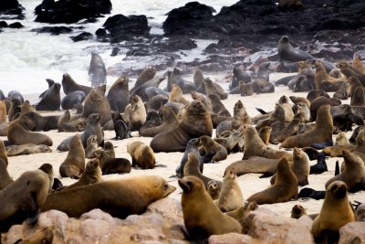 The Middle Air seal colony at the crossing of apertures in Western Africa is one of South Africa's most captivating natural wonders, where thousands of sea lions gather to swim and rest on its rocky shores. The beach offers an amazing view of these majestic animals, creating a breathtaking scene that captivates all senses. The photography is in the style of Canon EOS5D Mark III with Sony FE lens, with professional color grading. --ar 128:85