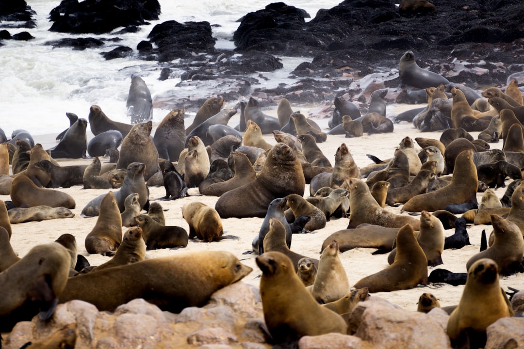 The Middle Air seal colony at the crossing of apertures in Western Africa is one of South Africa’s most captivating natural wonders, where thousands of sea lions gather to swim and rest on its rocky shores. The beach offers an amazing view of these majestic animals, creating a breathtaking scene that captivates all senses. The photography is in the style of Canon EOS5D Mark III with Sony FE lens, with professional color grading. –ar 128:85