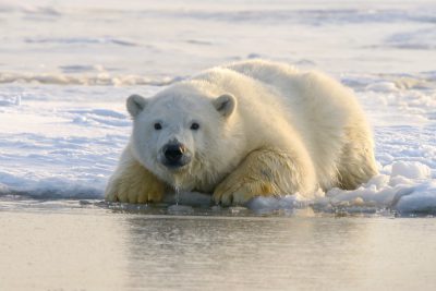 A polar bear cub is resting on the ice. The water under its paws reflects the sunlight. The white snow and sky create an atmosphere of calmness. High resolution photography with professional color grading, soft shadows and clean, sharp focus capture the scene in the style of digital photography. --ar 128:85