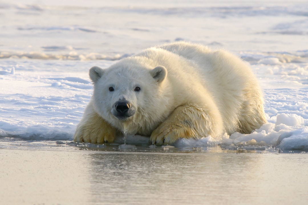 A polar bear cub is resting on the ice. The water under its paws reflects the sunlight. The white snow and sky create an atmosphere of calmness. High resolution photography with professional color grading, soft shadows and clean, sharp focus capture the scene in the style of digital photography. –ar 128:85