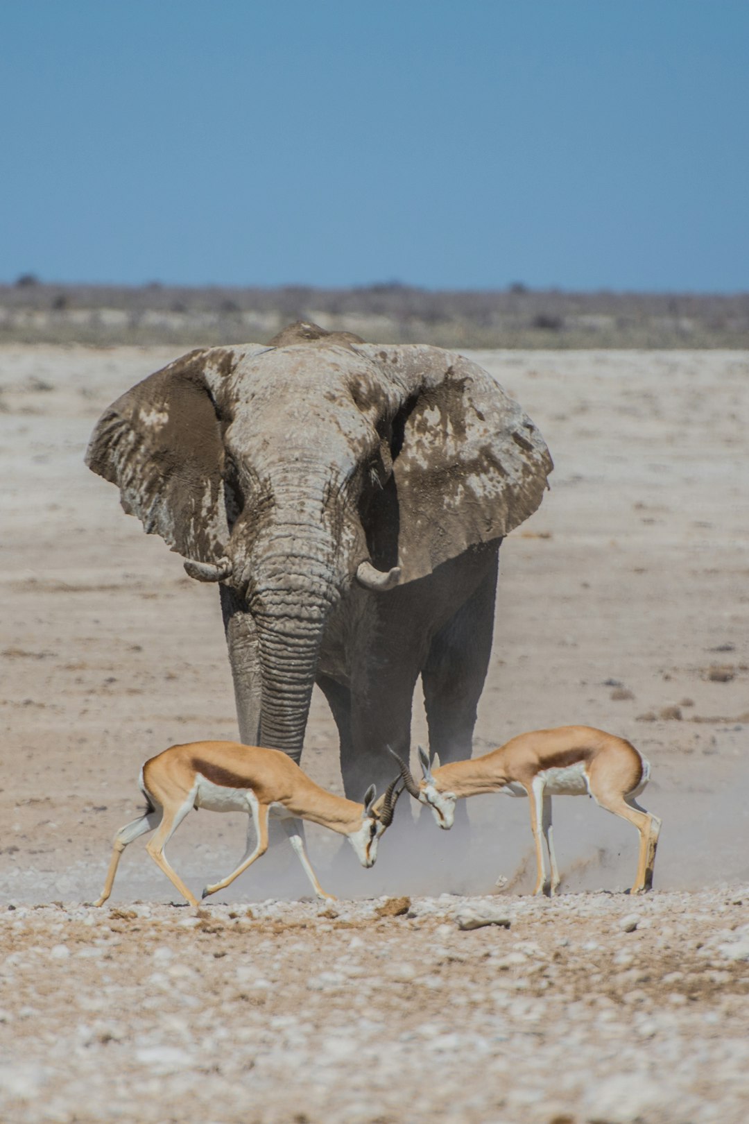 An elephant and two gazelles in the desert, wildlife photography in the style of National Geographic, Nikon D850 –ar 85:128