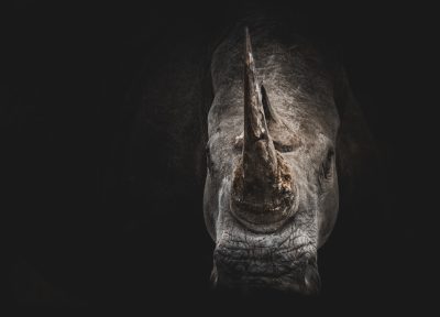 Close-up portrait of rhino with dark background in the style of National Geographic photography. --ar 32:23