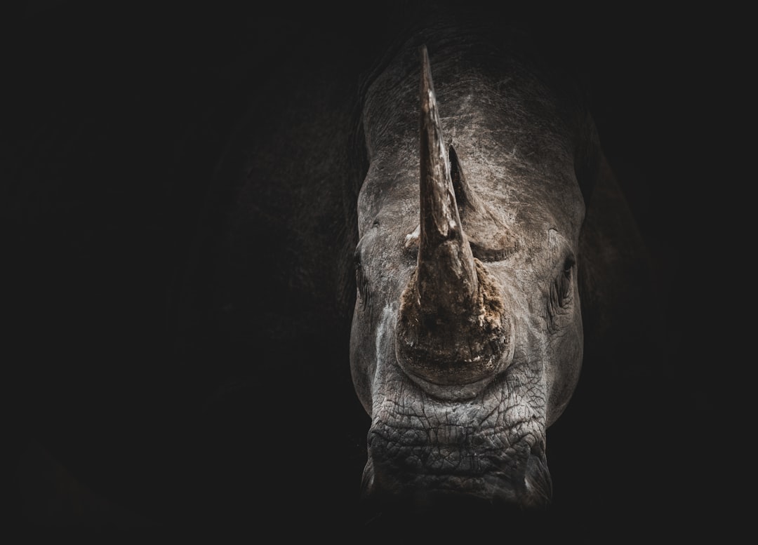 Close-up portrait of rhino with dark background in the style of National Geographic photography. –ar 32:23