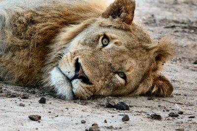 A lion resting on the ground, its head tilted back and eyes closed in restful slumber. The background is a barren landscape with scattered rocks and dust floating around it. A closeup shot captures details of its fur texture, mane, and facial features in the style of a wildlife photographer. --ar 128:85