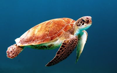 Photo of A sea turtle swimming in the ocean, showcasing its long neck and smooth skin. Web banner with copyspace on left --ar 8:5