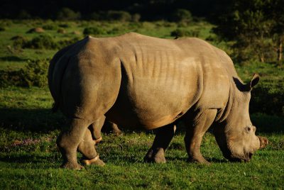 A majestic white rhino grazing peacefully in the lush green grass of an African savannah, captured with a telephoto lens to highlight its large size and distinctive horn. The setting sun casts long shadows on its body as it cropped through short blueberry bushes, creating a serene yet powerful scene that showcases dreamlike wildlife photography in the style of oneiric wildlife photography. --ar 128:85