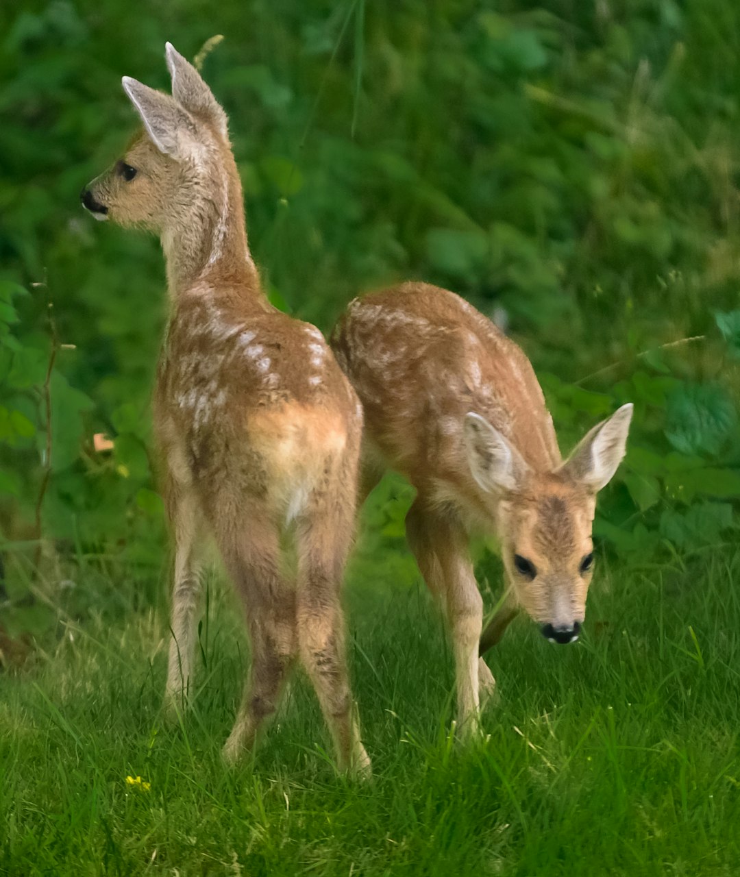 A photo of two young fawn in the grass, one with its head down and another standing tall on the green meadow. The photo is in the style of a peaceful natural scene. –ar 27:32