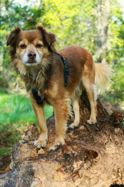 A brown and white mixed breed dog wearing blue collar standing on top of large tree stump, forest background, green grass, professional photography, outdoor lighting, natural colors, high resolution, high detail, sharp focus, stock photo --ar 85:128