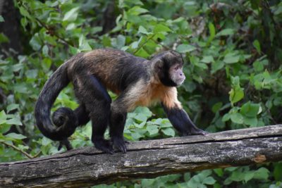 A black-tailed capuchin monkey walking on the branch of a tree in a rainforest, showing its tail. A national geographic photo taken with a Nikon D750 in 32k uhd resolution. The photo is in the style of national geographic. --ar 128:85