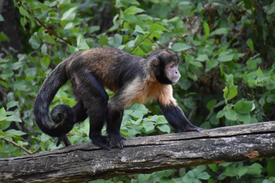 A black-tailed capuchin monkey walking on the branch of a tree in a rainforest, showing its tail. A national geographic photo taken with a Nikon D750 in 32k uhd resolution. The photo is in the style of national geographic. –ar 128:85