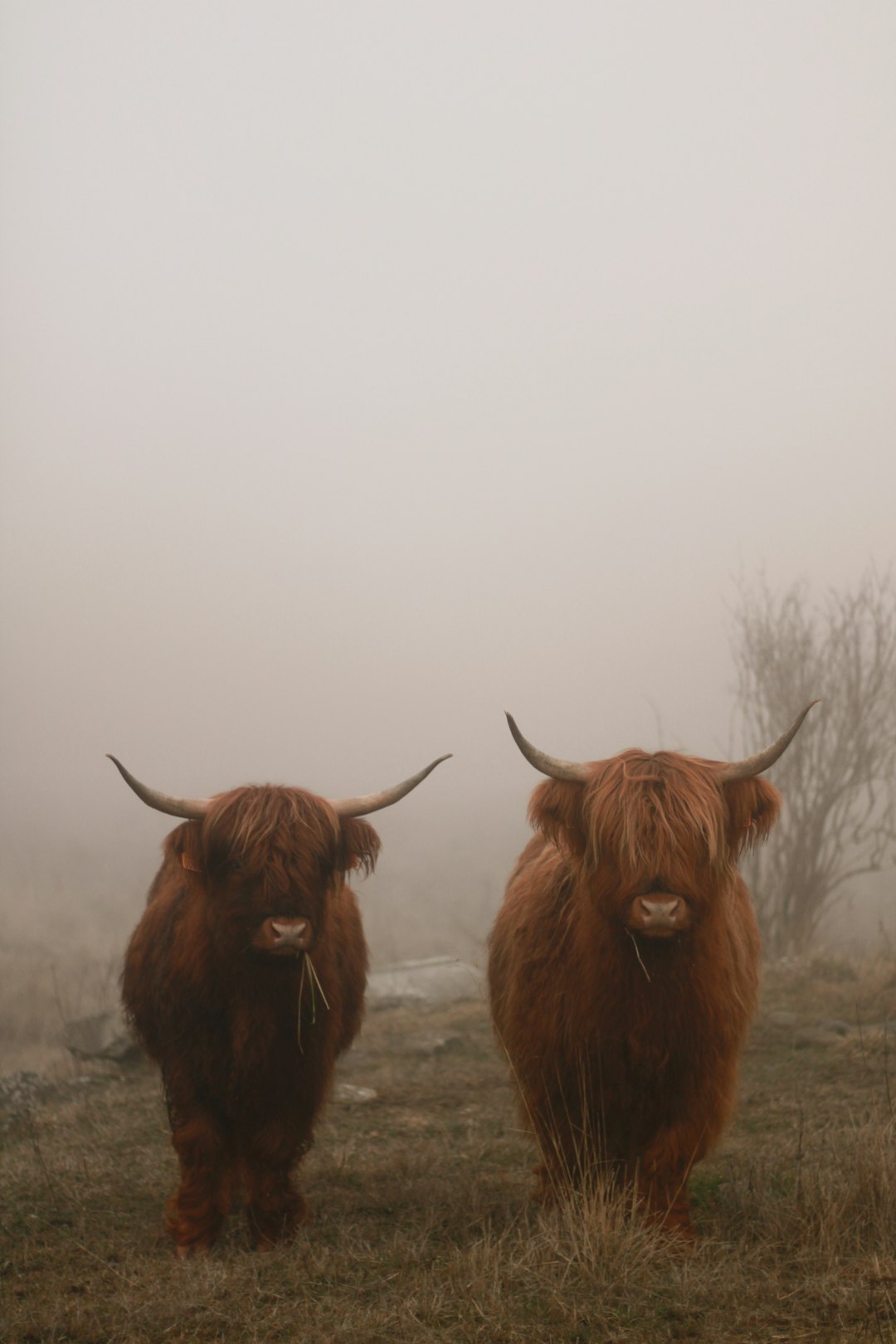 highland cows in a misty foggy landscape, two highland cows looking at the camera, photographed in the style of [Romina Ressia](https://goo.gl/search?artist%20Romina%20Ressia) and [Henri Cartier-Bresson](https://goo.gl/search?artist%20Henri%20Cartier-Bresson) –ar 85:128