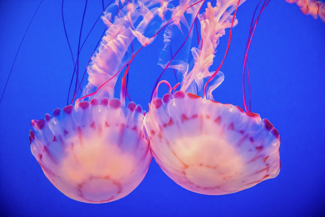 Two jellyfish in the deep blue sea. The jellyfish have red and white patterns on their bodies, floating in the water. Underwater photography with a macro lens captures clear details and bright colors with a blue background. Flowing lines and delicate textures are visible, with a light refraction effect. –ar 128:85