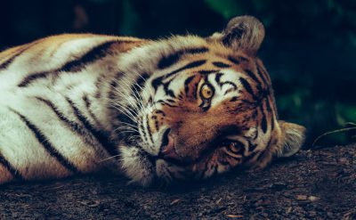 A tiger lying down with its head resting on the ground, in the style of photography, of high definition quality. --ar 128:79