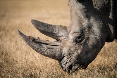 Closeup of an African rhino's horn, grazing in the savannah. Capturing detailed textures and natural lighting in the style of Nikon D850 with a portrait lens.