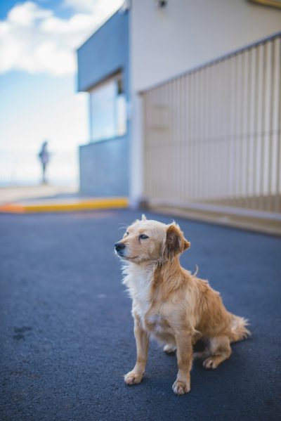 A cute dog sitting on the asphalt in front of an industrial building, shot with a Canon EOS R5, 80mm lens at f/2.4, with sharp focus on the subject and a blurred background, clear blue sky and clouds. --ar 85:128