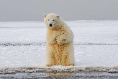 A polar bear standing on its hind legs, arms crossed over his chest and looking at the camera, with an ice floe in front of him. The background is white, creating a stark contrast that emphasizes both features. This photograph was taken by Nikon D850 using nikon AFS NIKKOR 2470mm f/2.8E ED VR lens. It has been used for stock photography and creative projects. --ar 128:85