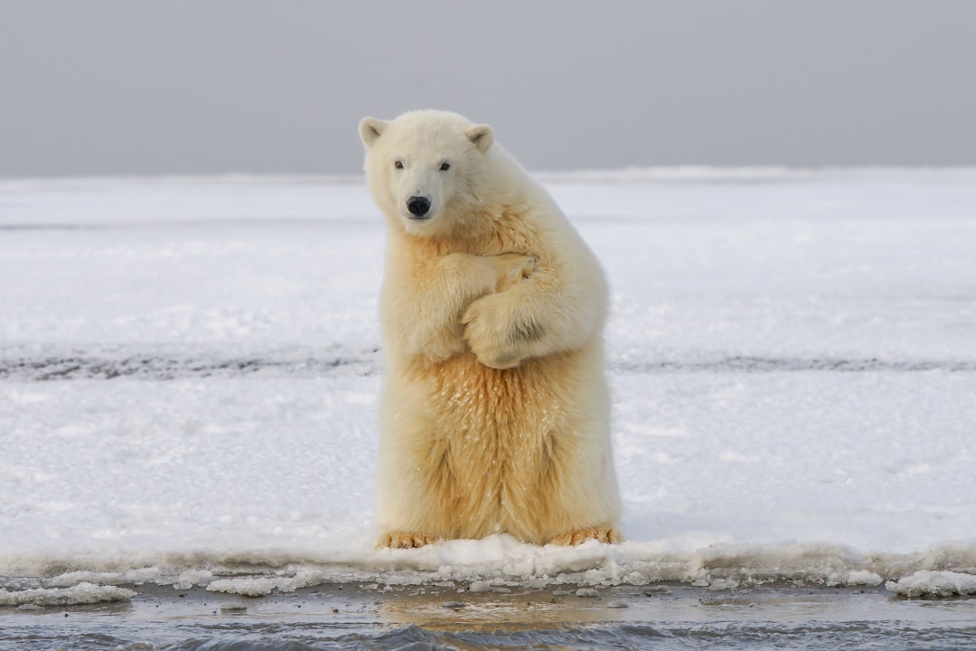 A polar bear standing on its hind legs, arms crossed over his chest and looking at the camera, with an ice floe in front of him. The background is white, creating a stark contrast that emphasizes both features. This photograph was taken by Nikon D850 using nikon AFS NIKKOR 2470mm f/2.8E ED VR lens. It has been used for stock photography and creative projects. –ar 128:85